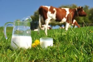Brown White Dairy Cow With Fresh Milk In Green Grass Field